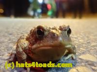 /home//u458753944/public_html/sourcegallery////////////////////////////Roxborough Toad Detour/2023/2023-03-23/P3230606.JPG